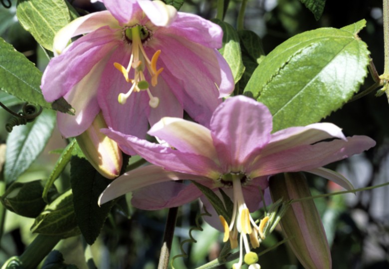 Mučenka banánová (Passiflora mollissima) 5 semen
