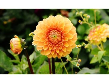 Dalias