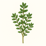 Semena podle účelu využití – jedlé, okrasné, léčivé i medonosné rostliny