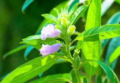 Sezam (Sesamum indicum) 8 semen