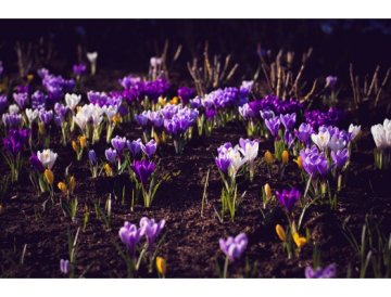Trädgårdskalender - april