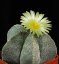 Flor amarillo claro de cactus Astrophytum myriostigma con pequeños pétalos sobre cuerpo esférico gris con patrón característico moteado en maceta de terracota
