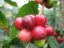 Granos de café rojos y verdes maduros en una rama de cafeto arábigo con hojas verde oscuro brillantes sobre un fondo desenfocado
