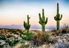 Saguaro (Carnegiea gigantea) 5 semen