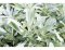 Šalvěj lékařská (Salvia officinalis)