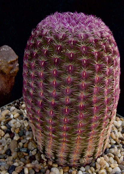Cactus cilíndrico Rubrispinus con espinas púrpura-rosadas dispuestas en filas regulares sobre sustrato de drenaje de piedras claras