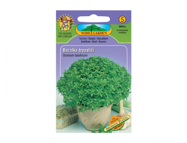 Bazalka pravá trpasličí Aromatic plants