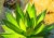 Vihreä mehikasvikasvi Agave horrida terävine hammastettuine lehtiineen kasvaa kivien välissä luonnonympäristössä