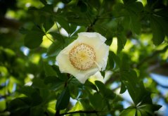 Baobab prstnatý (Adansonia digitata) 5 semen