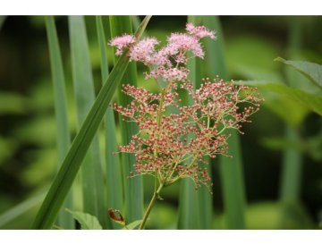 Ulmaria (Filipendula ulmaria)