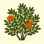 Exotická semena podle účelu využití – okrasná, léčivá i jedlá