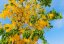 Kasie obecná (Cassia fistula) 7 semen