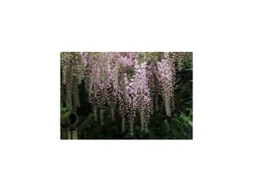 Glicinia - una de las trepadoras más hermosas
