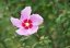 Ibišek syrský (Hibiscus syriacus) 10 semen