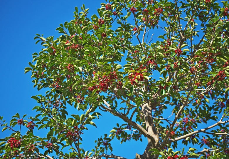 Cesmina Paraguayska Pestovani (česmíny paraguayské, Česmína paraguayská, yerba maté, česmínu paraguayskou) Cesmina Paraguayska Pestovani