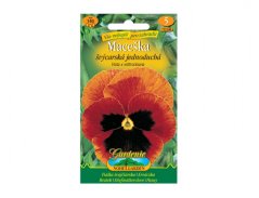 Maceška oranžová s okem