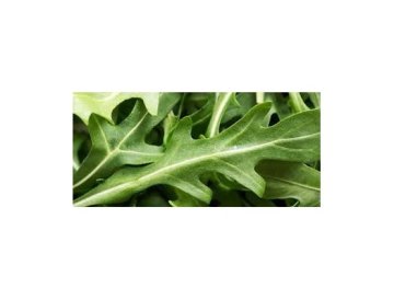 Ruccola - bladgrönsak på frammarsch