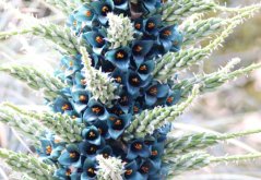 Puja venusta (Puya venusta) 7 semen