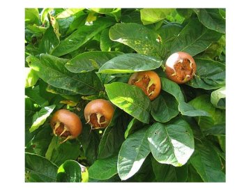 Níspero común - Mespilus germanica
