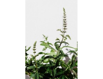 Munt – veelzijdige vaste plant