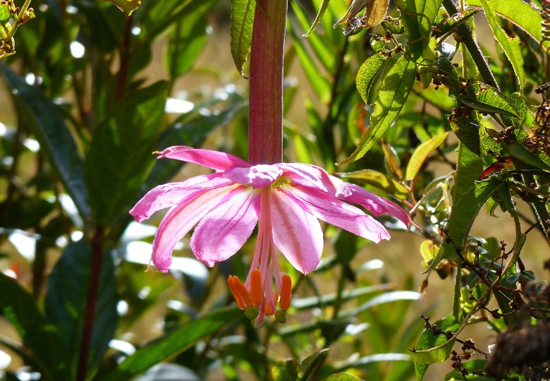 Mučenka banánová (Passiflora mollissima) 5 semen