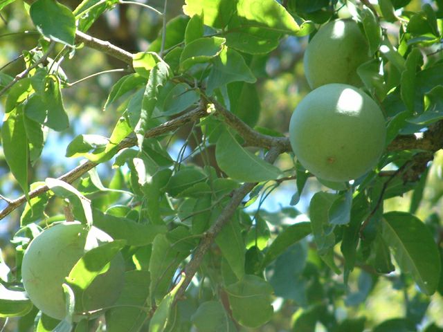 Frutos verdes redondos de Aegle marmelos colgando de ramas entre hojas verdes densas en entorno natural