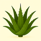 Agave