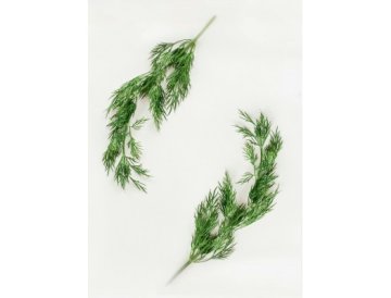 Dill med utmärkande doft