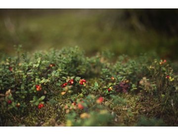 Mirtillo rosso - Vaccinium vitis-idaea