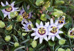 Mučenka modrá (Passiflora caerulea) 5 semen