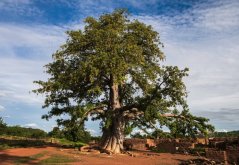 Mohutný baobab prstnatý s masivním kmenem a rozložitou korunou na africké červené půdě mezi kamennými ruinami pod modrou oblohou