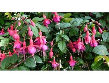 Hur man odlar fuchsia