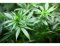 Konopí/marihuana