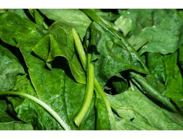 Spinaci