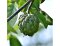 Annona tropicală în sufrageria ta