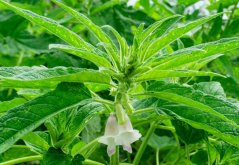 Flor blanca en forma de campana de sésamo rodeada de hojas verdes lineales dispuestas en círculo alrededor del tallo de la planta anual Sesamum indicum