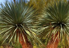 Juka Rigida (Yucca rigida) 10 semen