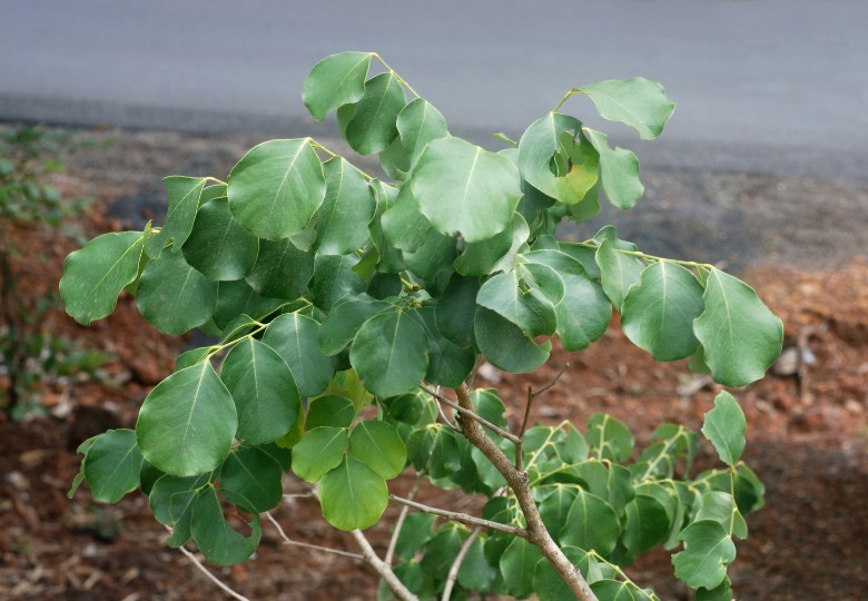 Dalbergia širokolistá (Dalbergia latifolia) 7 semen