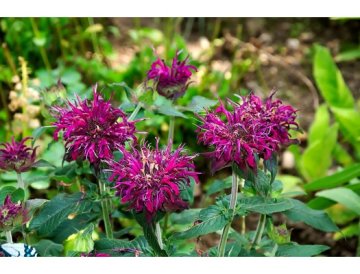 Monarda