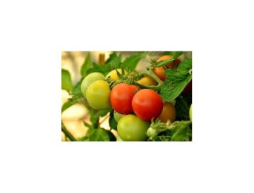 Was tun mit unreifen Tomaten