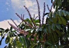Šeflera (Schefflera actinophylla) 9 semen
