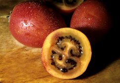 Fruit de tamarillo rouge coupé sur planche en bois révélant chair jaune avec graines sombres disposées en motif caractéristique Fruit de tamarillo rouge coupé sur planche en bois révélant chair jaune avec graines sombres disposées en motif caractéristique