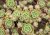Aeonium spathulatum (Aeonium spathulatum) cca 15 semien