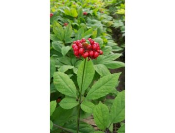 Ginseng