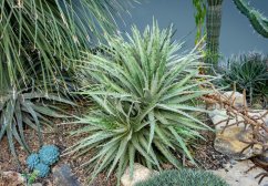 Planta de Hechtie lepidophylla en jardín con típica roseta de hojas verdes, pequeña bromélia terrestre creciendo en racimos entre piedras