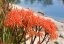 Aloe striata (Aloe striata) 6 semen