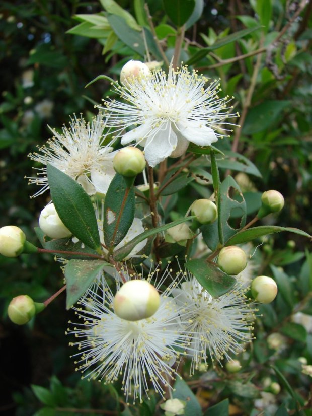 Myrta obecná (Myrtus communis) 5 semen