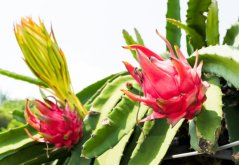 Pitahaya červená (hylocereus costaricensis) 7 semen