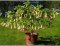 Durman obecný - Datura stramonium L.