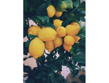 Skötsel av citrusväxter